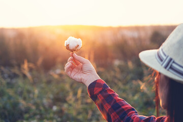 Young farmer woman holding a cotton cocoon in a cotton field. The sun goes down in the background.