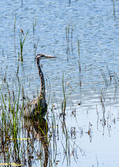 heron in the pond