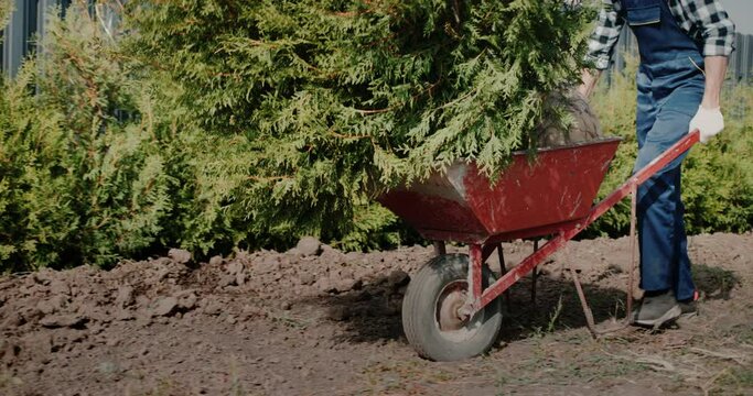 The worker carries the tui saplings on the wheelbarrow. Greening the territory of a private house. Side view