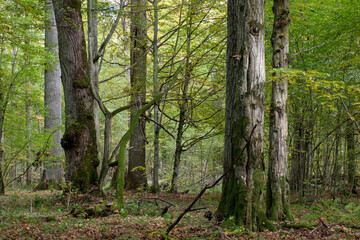 Deciduous stand with hornbeams and oaks