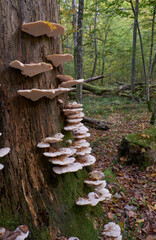 Autumnal fungus grows over stump