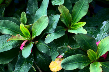 Nature background concept.Close up of foliage with rain drops