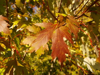 Close-up of the red-brown greenish leaves of the Silver Maple tree against the backdrop of fall foliage in bright sunlight.
