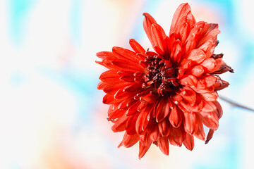 Beautiful summer background of flowers with a blurry bright background