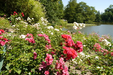 Rosen vor Teich im Bergpark Kassel Wilhelmshöhe