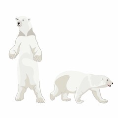 Illustration of a white bear, polar bear on white background.