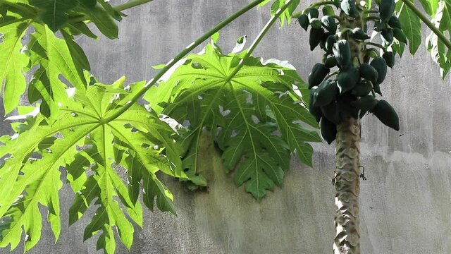 Carica papaya standing next to a gray concrete wall swaying beautifully in a breeze with a bunch of young green fruits, also known as papaya, papaw or pawpaw.