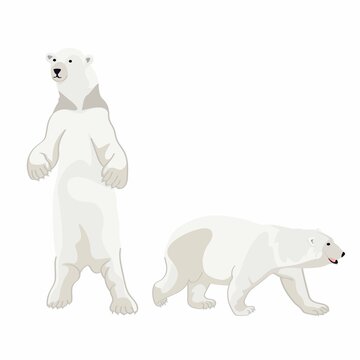 Illustration of a white bear, polar bear on white background.