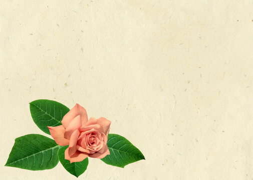Retro postcard with a pink rose with leaves in the corner.