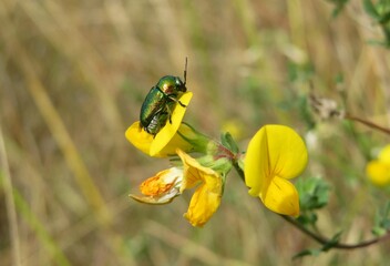 Green beetle on yellow lotus corniculatus flowers in the meadow, closeup