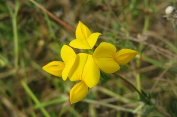Fototapeta na wymiar Beautiful yellow lathyrus flowers in the meadow, closeup