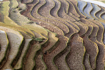 Laocai Vietnam April 18 2015 Vietnam Paddy fields, terraced culture, Sapa, Vietnam