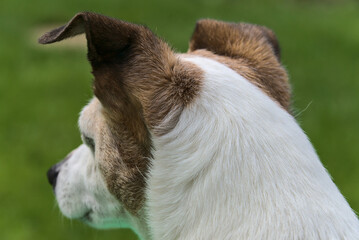 Naklejka na ściany i meble Cute Jack Russell Terrier dog. Behind view of dog head. Dog ears. Close up