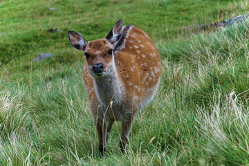 Cute sika deer in Glenealo Valley. Centered shot of Cervus nippon. Habitats and species in Glendalough, County Wicklow, Ireland