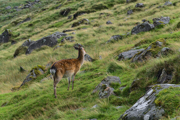Cute cervus nippon by the rocks on grass background. Sika deer in Glenealo Valley. Habitats and species in Glendalough, County Wicklow, Ireland