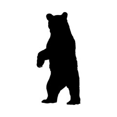 North American Black Bear (Ursus americanus) Standing On a Front View Silhouette Found In Map Of North America. 