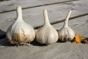 garlic