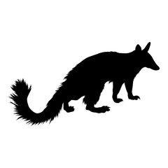 Numbat (Myrmecobius Fasciatus) Standing On a Side View Silhouette Found In Map Of Oceania. 