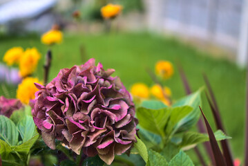 Obraz premium Beautiful purple hydrangea flowers in spider web on green background. Early autumn. Autumn flowers