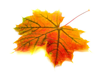 Ahornblatt im Herbst isoliert auf weißen Hintergrund 