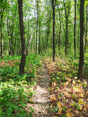 A narrow path in the forest surrounded by trees