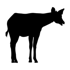Okapi (Okapia johnstoni) Standing On a Side View Silhouette Found In Map Of Africa. Good To Use For Element Print Book, Animal Book and Animal Content