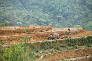 man and buffalo tiller Rice terraces from sapa vietnam