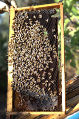 honey harvest from beehives, bees in honeycombs. organic honey, from pine and other flowers