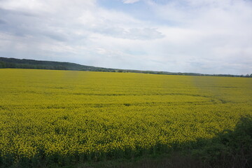 Fototapeta premium Rapeseed field