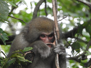 野生のニホンザル