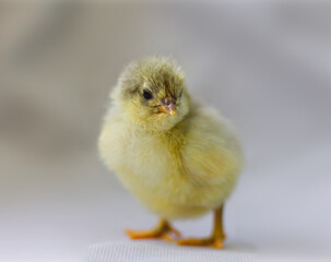 Kücken vor weißem Hintergrund