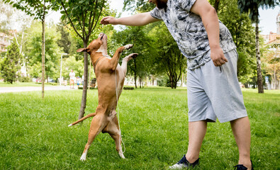 Owner trains the american staffordshire terrier at the park.