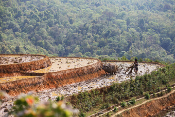Naklejka premium man and buffalo tiller Rice terraces from sapa vietnam
