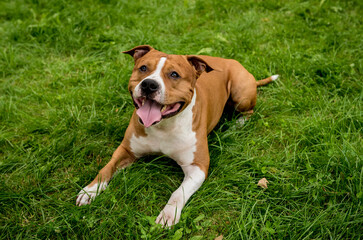 Portrait of cute american staffordshire terrier at the park.