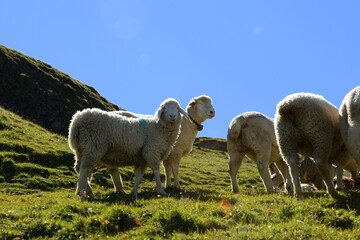 Obraz premium Bergschafe.Schafherde in den Alpen