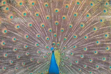 Obraz premium Portrait of a colorful dancing peacock