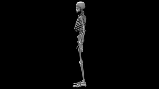 3d human skeleton rotating in a seamless loop on an alpha channel background