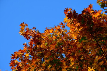 Autumn multicolored crown of a large maple tree against a blue clear sky. The colors of autumn....