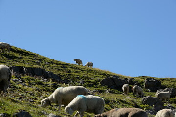 Naklejka premium Bergschafe.Schafherde in den Alpen