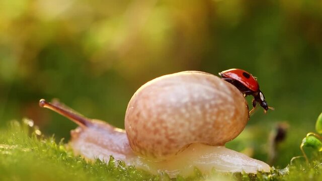 Close-up wildlife of a snail and ladybug in the sunset sunlight.