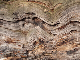 Struktur im Holz eines alten Baumstammes
