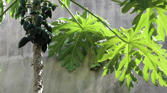 Carica papaya standing next to a gray concrete wall swaying beautifully in a breeze with a bunch of young green fruits, also known as papaya, papaw or pawpaw.