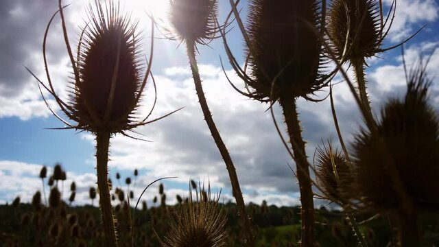 Withered wild scottish thistle in front of busy road near Windsor. -  4k footage