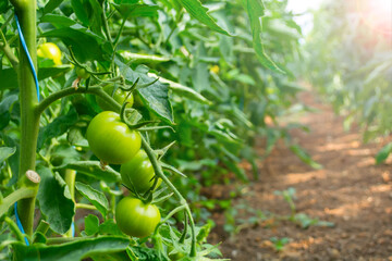tomatoes hang on bushes in a polycarbonate greenhouse