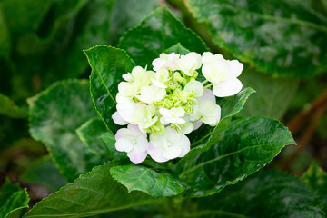 Baby Hydrangea macrophylla, Hortensia flowers