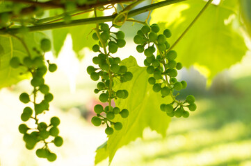 White grapes for wine with leaves and branch. Period of growing up during summer. White grapes ripening in a plantation