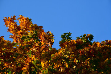 Fototapeta na wymiar Autumn multicolored crown of a large maple tree against a blue clear sky. The colors of autumn. Red, green and yellow leaves.