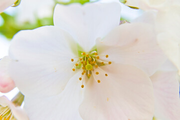 The cherry blossoms in the park are in full bloom.