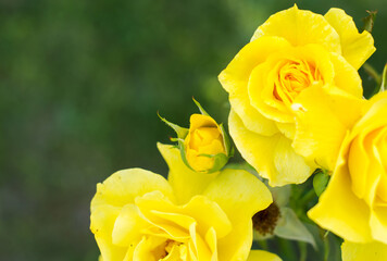 Yellow rose close-up on a blurred green background.