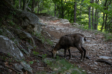 a chamois walks in the woods of the Gesso Valley
